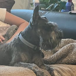 Fritz - Miniature Schnauzer