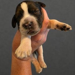 Hendrix - Tri-Roan male English Springer Spaniel puppy in Fort White, Florida from Thunderbird Springers