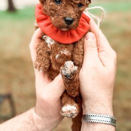 Bernedoodle and Goldendoodle Puppies from Supreme Doodles of Texas