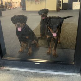Sapphire - Black and mahogany female Rottweiler puppy in Fredericksburg, Virginia from Milton's Rottweilers