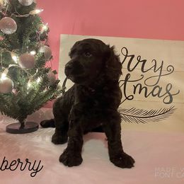 Poodle Puppies from Cosmic Caliber Standard Poodles