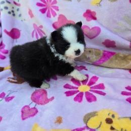 Badger - Black parti male Pomeranian puppy in Harrisonville, Missouri from Cindy's Pomeranians