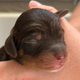 Mr Grey - Chocolate male Cavapoo puppy in Norton Shores, Michigan from Dune Pack Doodles and Poodles