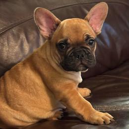 Jagger - Fawn male French Bulldog puppy in Litchfield, Ohio from Rock N’ Roll Frenchies