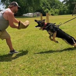 German Shepherd All Grown Up from Rust N Dust Kennels