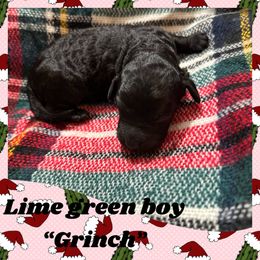 O’Malley - Black Goldendoodle puppy in Missouri from B&C Goldendoodles