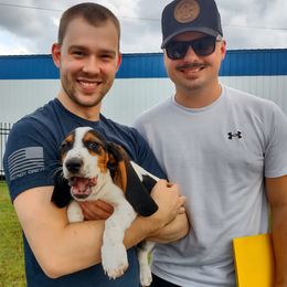Eleanor (Orange) - Black white and brown female Basset Hound puppy in Lebanon, Ohio from Golden Acres Dachshunds and Bassets