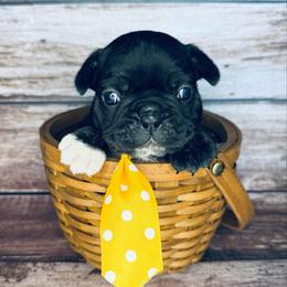 Spicy Pickle - Brindle male French Bulldog puppy in Tampa Bay, Florida from Woodpecker Ridge Pups