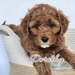 Dorothy - Red  female Goldendoodle puppy in Humboldt, Minnesota from Sister Doodles