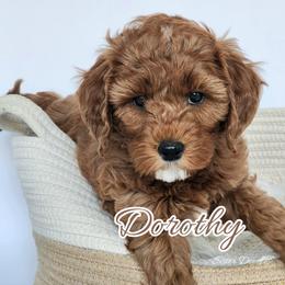 Dorothy - Red  female Goldendoodle puppy in Humboldt, Minnesota from Sister Doodles