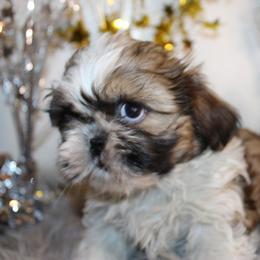 Boy 1 - Red and white male Shih Tzu puppy in Craig, Colorado from Rocky Mountain Shih Tzus and Dry Creek Miniature Dachshunds