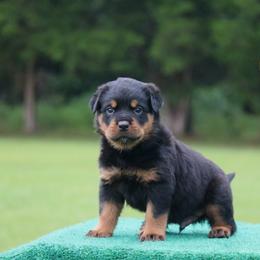 Hermès - Black and mahogany male Rottweiler puppy in Uniontown, Alabama from CedarBluff Rottweilers
