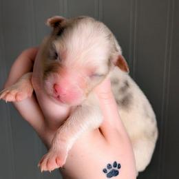 Iris - Blue merle female Australian Shepherd puppy in Georgetown, Texas from River Reign Australian Shepherds