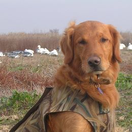 Golden Retrievers from Koloa Hunting Goldens