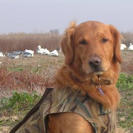 Golden Retrievers from Koloa Hunting Goldens