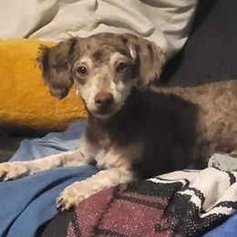 Poodles and Yorkipoos from Sweet Carolina Pups