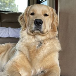 Maizey - Golden Retriever