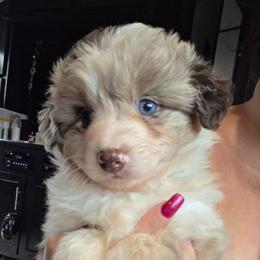 Red Merle Boy 2 - Red merle male Miniature American Shepherd puppy in Vivian, Louisiana from Jem Miniature American Shepherds