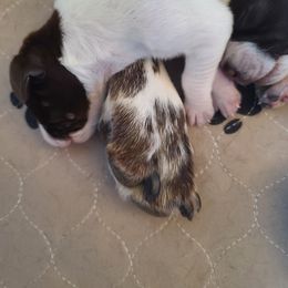 German Shorthaired Pointer Puppies from Legends German Shorthaired Pointers