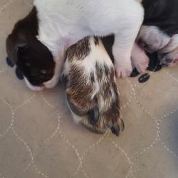 German Shorthaired Pointer Puppies from Legends German Shorthaired Pointers