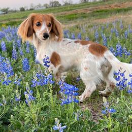 Daphne  - Dachshund