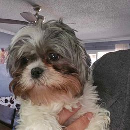 Emma - Shih Tzu