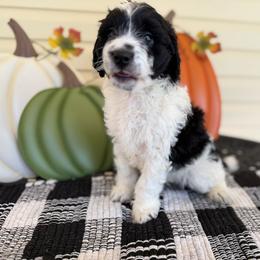 Hudson - Black and white male Bernedoodle puppy in Russellville, Arkansas from Crossgate Doodles