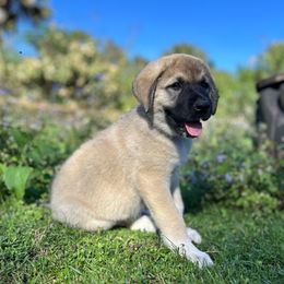 Apollo - Gray fawn male Anatolian Shepherd Dog puppy in Fort Pierce, Florida from Quiet Waters
