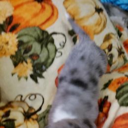 Princess Peach - Blue merle and white female Cardigan Welsh Corgi puppy in Myton, Utah from Cardigan Corgi Cuties 💓