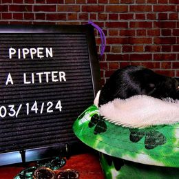 Belgian Malinois Puppies from Z Domu Niedzwiedzia Malinois