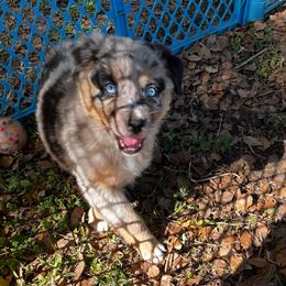 Girl 1 - Blue merle female Australian Shepherd puppy in Lakeland, Florida from Infinite Aussies