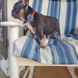 English Bulldog and French Bulldog Puppies from AdoraBull Bulldogs