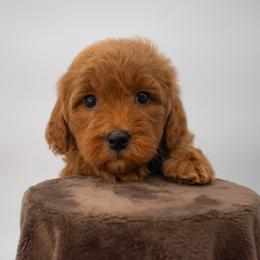 Sage Grey - Red  male Goldendoodle puppy in Lafayette, Alabama from Sweethaven Kennels