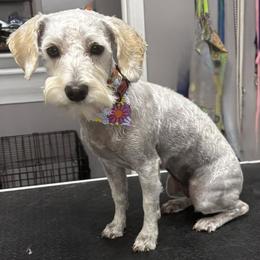 Schnoodle puppies from Shrivers' Sweethearts