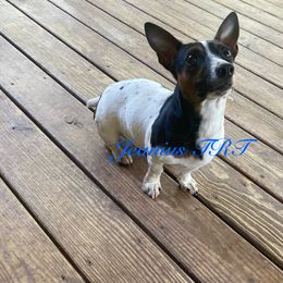 Iris - White and black female Teddy Roosevelt Terrier puppy in Liberty Hill, Texas from Jeanius Kennel