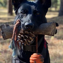 German Shepherds from Coplin German Shepherds