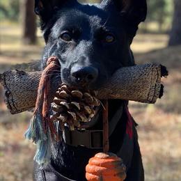 German Shepherds from Coplin German Shepherds