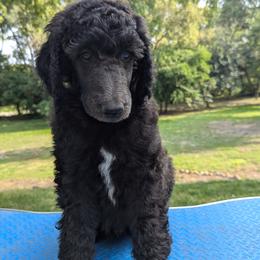 Poodle Puppies from Van Der Poodles