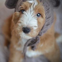 Goldendoodle Puppies from Beck Kennel
