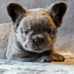 Boy 3 - Blue male French Bulldog puppy in Battle Ground, Washington from Ferguson's Bulldogs