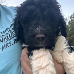 Dune - Parti male Goldendoodle puppy in Greensboro, Georgia from B’s Doodles