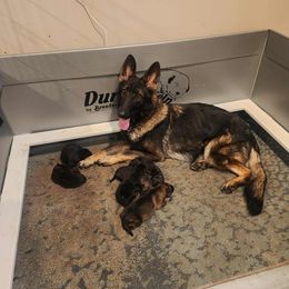 Girl 1 - female German Shepherd puppy in Hancock, New Hampshire from Kysarah German Shepherds