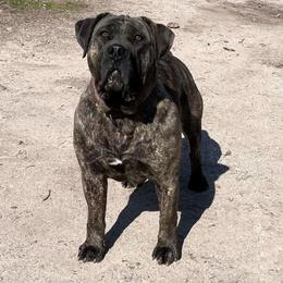 Brinley - Boerboel