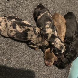 Tucker - Brown and white male Aussiedoodle puppy in Fredonia, Pennsylvania from Drew’s Aussies & Doodles
