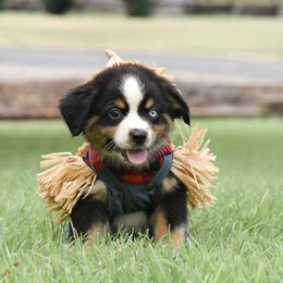 Gunner - Blue merle male Miniature Australian Shepherd puppy in White Oak, Texas from Triple Lake Ranch Miniature Australian Shepherds