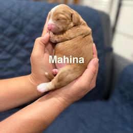 Mahina - Caramel female Australian Labradoodle puppy in Alamo, Texas from QuiSal Labradoodles
