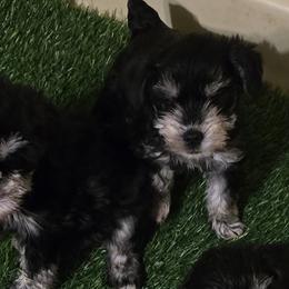 Miniature Schnauzers from BERNADETTE TOWNS