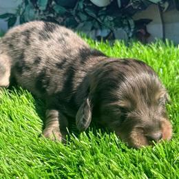 Matteo - Dapple male Dachshund puppy in Chelsea, Oklahoma from Elite Puppies of Oklahoma, LLC