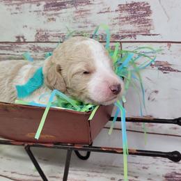 Chase - Parti male Goldendoodle puppy in Grabill, Indiana from Rose's Doodles