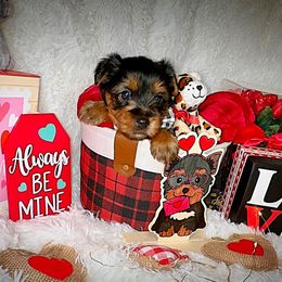 Shorkies and Yorkshire Terriers from Amanda's Yorkies and Shorkies